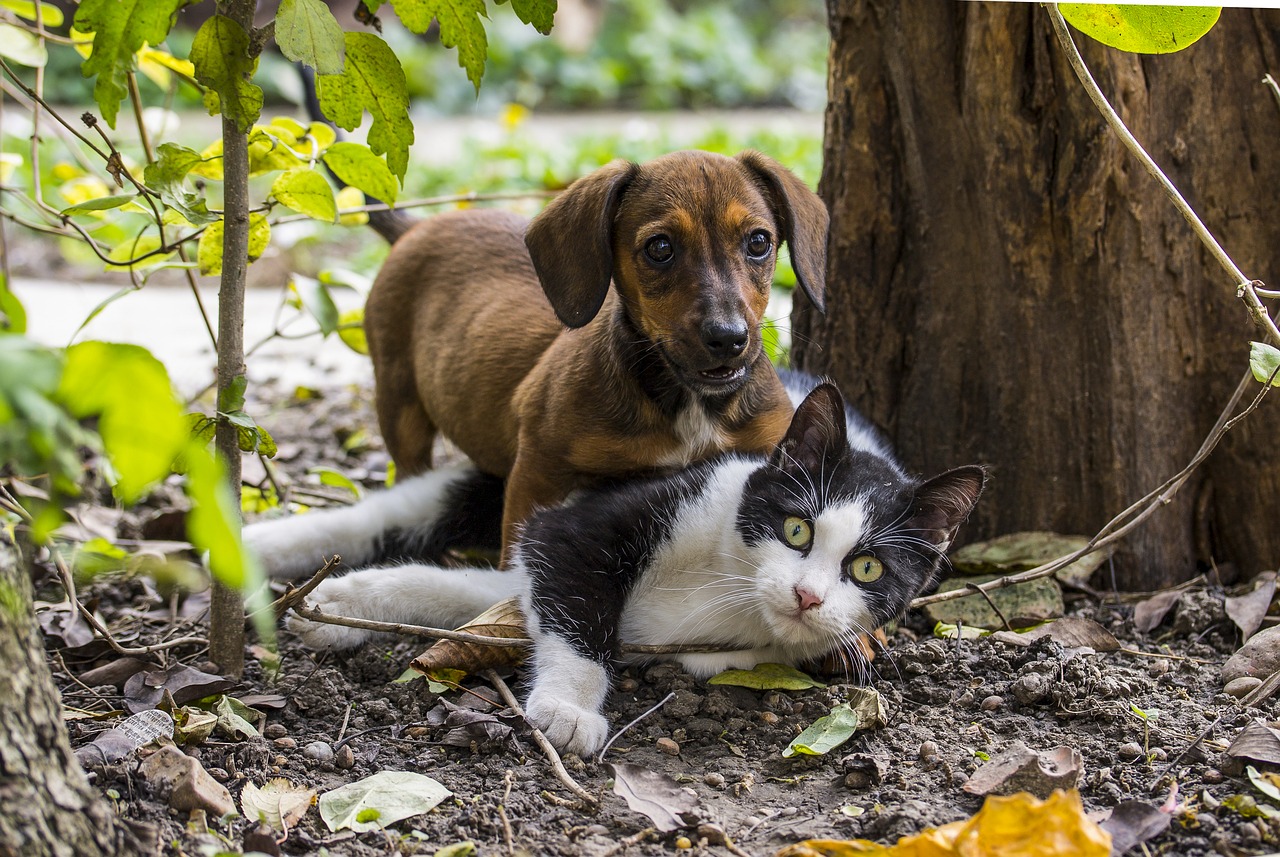 Consells per a la cura d'animals de companyia a l'estiu