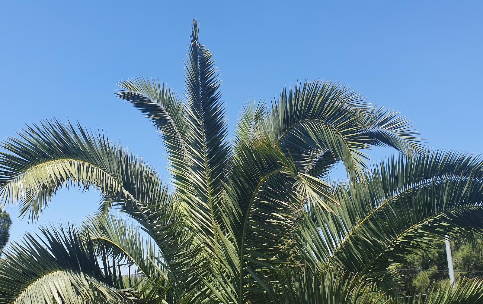 Tractament fitosanitari per la plaga del morrut de les palmeres