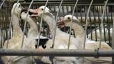 Informació en relació al brot de grip aviar
